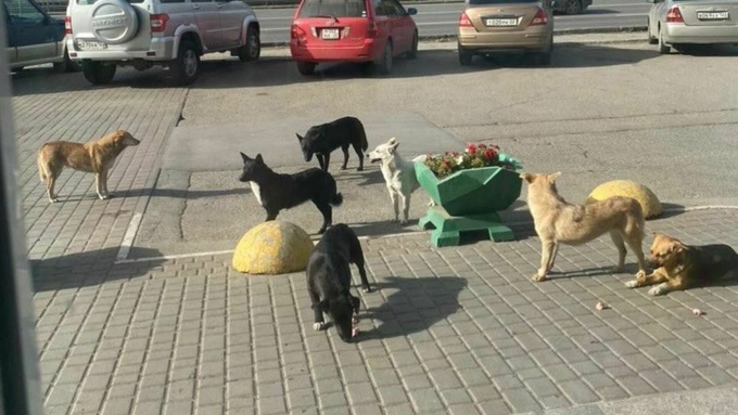 Фото: "Инцидент Барнаул"