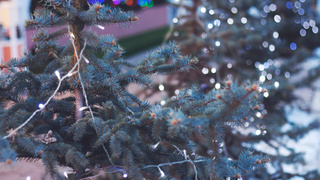 Фото: pxhere.com