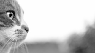 Фото: pxhere.com