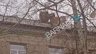 Фото: Barnaul 22