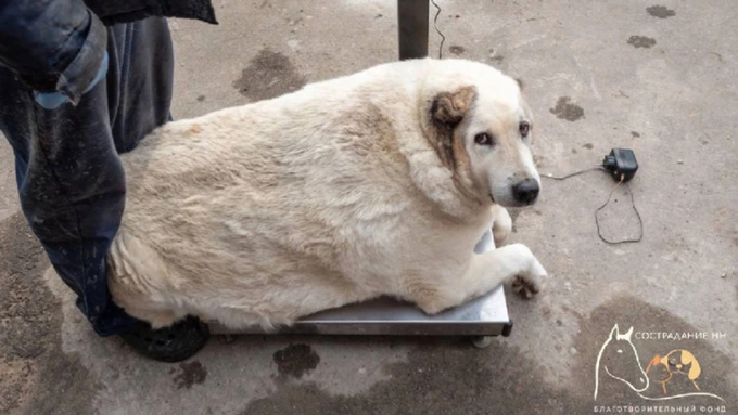 Фото: Благотворительный фонд Сострадание НН