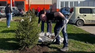 Высадка саженцев / Фото: ООО "Алтайхлеб"