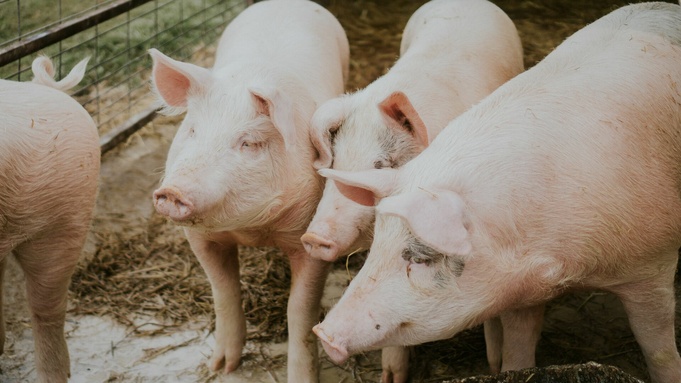 Фото: unsplash.com