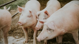 Фото: unsplash.com