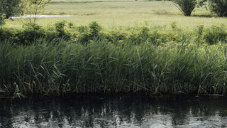 Река / Фото: Freepik