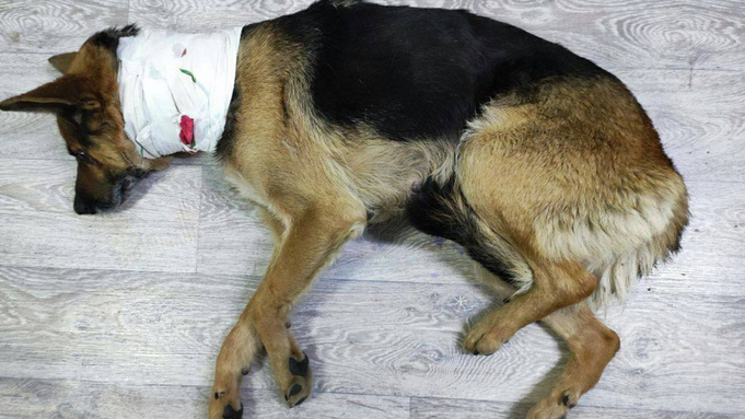 Фото: t.me/krasntop