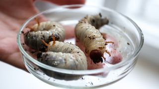 Личинка жука-бронзовки / Фото: tsu.ru 
 