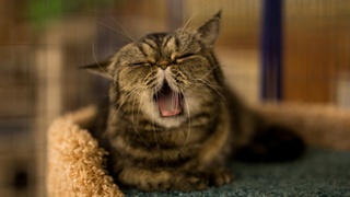 Кошка / Фото "Федерация кошек"