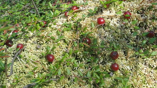 Фото: "Википедия"