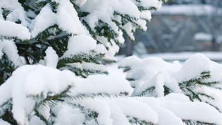 Фото: pxhere.com