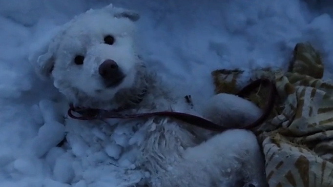 Кадр из видео / Соцсети