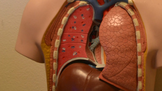 Фото: pxhere.com