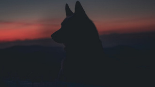 Волк на фоне заката / Фото: unsplash.com