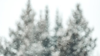 Утро, снег, ели / Фото: unsplash.com