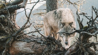 Серый волк крадется / Фото: unsplash.com