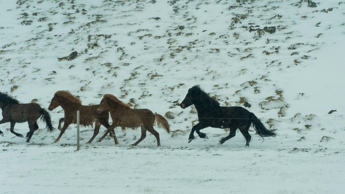Кони бегут / Источник: unsplash.com