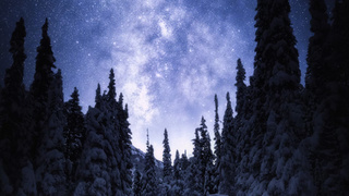 Ночное небо и зимний лес / Фото: unsplash.com