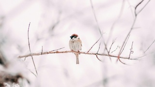 В Алтайском крае 25 января будет тепло / Фото: unsplash.com