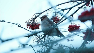 Фото: Екатерина Смолихина / amic.ru