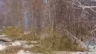 Заграждения из сена / Кадр из видео Mash Siberia