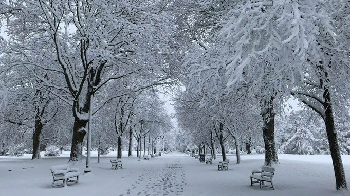 Заснеженная аллея / Фото: unsplash.com