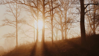 Утренний рассвет на фоне деревьев / Фото:  unsplash.com