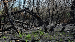 Выгоревший лес в Алтайском крае / Фото: amic.ru