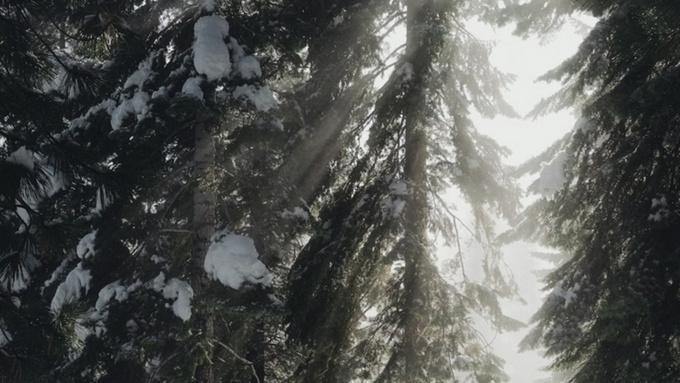 Утренний лес /  Фото: unsplash.com