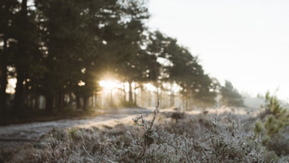 Зимнее утро / Источник фото: unsplash.com