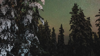 Зимний лес ночью / Фото: unsplash.com