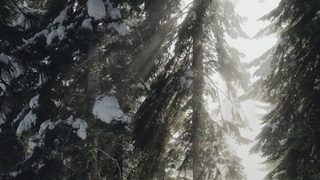 Зимнее утро в лесу / Фото: unsplash.com