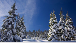 Фото: pxhere.com/ru/photo/1164378