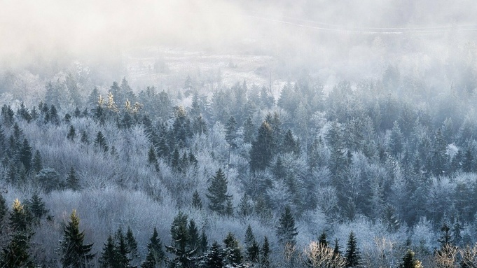 Красота зимнего леса / Фото: pixabay.com