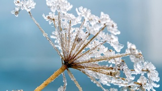 Зимняя природа / Фото: pixabay.com