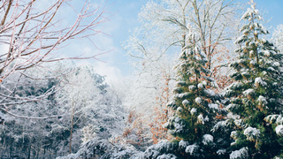 Зимнее утро в лесу / Фото: unsplash.com