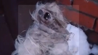 Кадр из видео / Телеканал РЕН ТВ                         