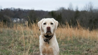 Собака породы лабрадор / Фото: unsplash.com