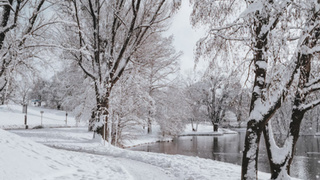 Зимнее утро в лесу / Фото: unsplash.com