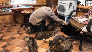 Пенсионер и кошки / Фото: Алена Мартынова / "КП-Новосибирск"