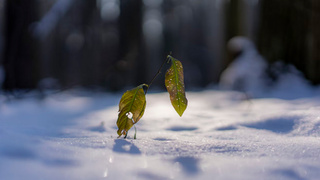 Осенние листы на снегу / Фото: unsplash.com