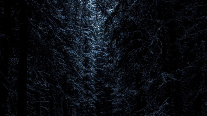 Зимний ночной лес / Фото: unsplash.com