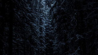 Зимний ночной лес / Фото: unsplash.com