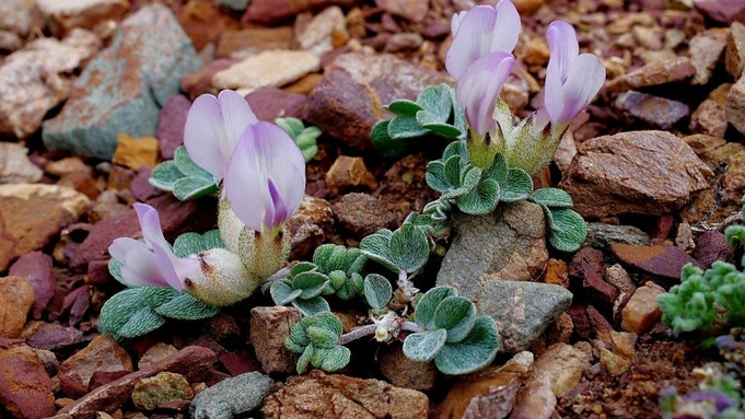 Астрагал замечательный / Сайлюгемский нацпарк