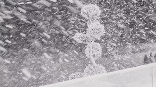 Метель зимним днем / Фото: unsplash.com