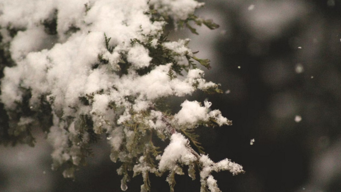 Заснеженная ветвь / Фото: unsplash.com