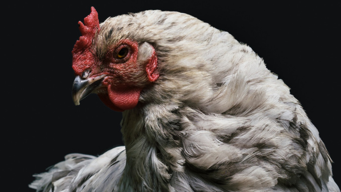 Курица / Фото: pxhere.com/ru/photo/68508