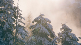 Заснеженные деревья / Фото: pxhere.com