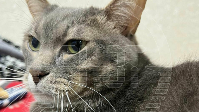 Кот Кузя / Фото: t.me/shot_shot  