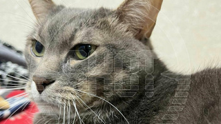 Кот Кузя / Фото: t.me/shot_shot  