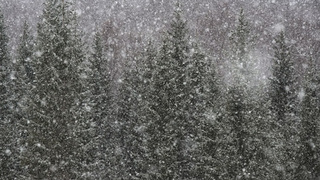 Лес во время метели / Фото: unsplash.com